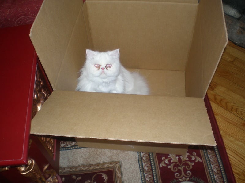 cats