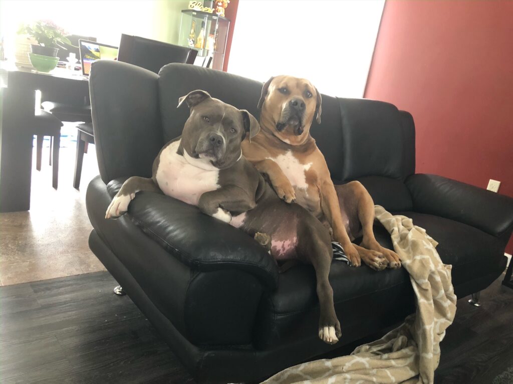 Zaika Dog's